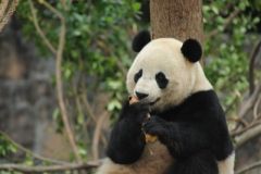 Opening Ceremony Launches Inaugural 'China Giant Panda International Culture Week'