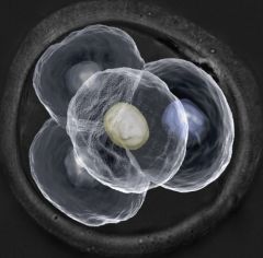 Real-Time Imaging of Embryo Development Could Pave the Way for More Effective Human Reproduction Therapies