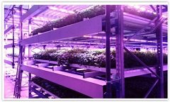 Fujitsu Launches Company in Finland to Produce and Sell Vegetables Year-Round with Artificial-Light Plant Factory