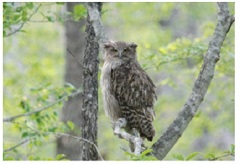 Fujitsu Support for Blakiston's Fish Owl Habitat Survey Honored by Japan Nature Conservation Awards