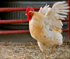 Humane Society International ต้อนรับบริษัทเอเชียแห่งแรก ที่มุ่งมั่นในห่วงโซ่อุปทานสำหรับไข่จากไก่ที่เลี้ยงนอกกรง 100%