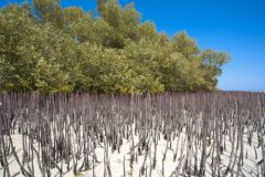 Mangroves vital for environmental decontamination