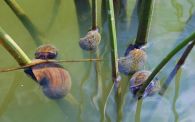 Catching rice-invading snails in the act