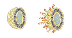 Polymer protection for vaccines and drugs