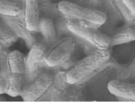 New Material Kills E. Coli Bacteria in 30 Seconds