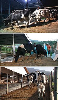 Greenfields Milk Welcomes 1,200 New Holstein Heifers