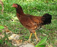 Probiotics for Poultry Production