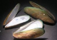 Monitoring Heavy Metals Using Mussels